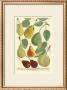 Plentiful Pears I by Johann Wilhelm Weinmann Limited Edition Print