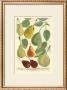 Plentiful Pears I by Johann Wilhelm Weinmann Limited Edition Pricing Art Print