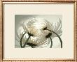 Spider Mums Ii by Huntington Witherill Limited Edition Pricing Art Print