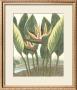 Thorton's Botanical Iii by Charles Francois Sellier Limited Edition Print