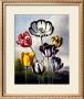 Tulips by Dr. Robert J. Thornton Limited Edition Pricing Art Print