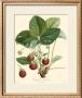 Strawberries by Bessa Limited Edition Print