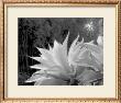 Flora Exotica X by John Kasinger Limited Edition Print