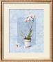 Orchid by T. C. Chiu Limited Edition Print