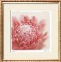 Pastel Study 4 by Claude Peschel Dutombe Limited Edition Print