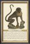 Monkey I by Tavola Limited Edition Print