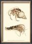 Hermit Crabs I by Frederick P. Nodder Limited Edition Print