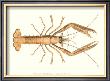 Antique Lobster I by James Sowerby Limited Edition Print
