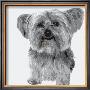 Yorkie by Emily Burrowes Limited Edition Pricing Art Print