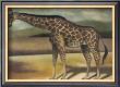 Giraffe by Denise Crawford Limited Edition Print