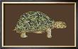 Tortoise Collector Iii by Chariklia Zarris Limited Edition Print