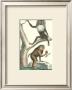 Papion And Oanderou Monkeys by Daniel Diderot Limited Edition Print