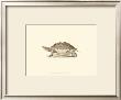 Sepia Turtle Ii by J. H. Richard Limited Edition Print