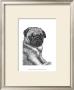 Ralph The Pug by Beth Thomas Limited Edition Print