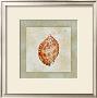Channelled Whelk by Eleanor Rahim Limited Edition Pricing Art Print