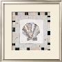 Shell Simplicity Iii by Katherine & Elizabeth Pope Limited Edition Print