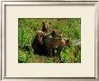 Alaska Kodiak Bear Cubs by Charles Glover Limited Edition Print