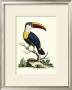 The Bill Bird by George Edwards Limited Edition Print