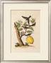 Hummingbirds by George Wolfgang Knorr Limited Edition Print