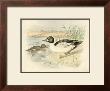 Golden Eye by F.W. Frohawk Limited Edition Pricing Art Print
