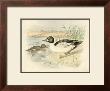 Golden Eye by F.W. Frohawk Limited Edition Print