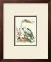 Pelican And Starfish by Sydenham Teast Edwards Limited Edition Print