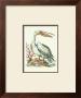 Pelican And Starfish by Sydenham Teast Edwards Limited Edition Print