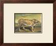 Cheetah by Denise Crawford Limited Edition Pricing Art Print