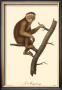 Monkeys: Le Magot by Jean-Baptiste Audebert Limited Edition Pricing Art Print
