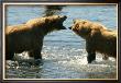 Kodiak Bear Alaska Conversation by Charles Glover Limited Edition Pricing Art Print