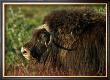 Musk Ox Bull by Charles Glover Limited Edition Print