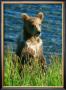 Kodiak Bear Cub by Charles Glover Limited Edition Print