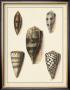Antique Shells Iv by Denis Diderot Limited Edition Print
