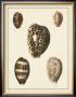 Antique Shells Iii by Denis Diderot Limited Edition Print