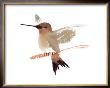 Hummingbird by Aurore De La Morinerie Limited Edition Print