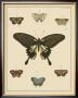 Heirloom Butterflies I by Pieter Cramer Limited Edition Pricing Art Print