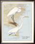Great Egret by David Sibley Limited Edition Print