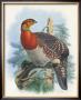 Native Pheasant Ii by Joseph Wolf Limited Edition Print