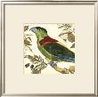 Tropical Parrot Iv by Martinet Limited Edition Print