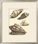 Antiquarian Shells Iii by Filippo Buonanni Limited Edition Print