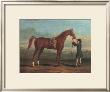 Racehorse Shakespeare by R. Roper Limited Edition Print