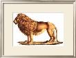 Lion by Karl Brodtmann Limited Edition Pricing Art Print