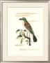 Traditional Shaw Bird Vi by George Shaw Limited Edition Print
