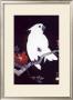 Ukiyo-E Parrot by Ohara Shoson Limited Edition Pricing Art Print