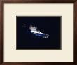 Blue Whale by Barrie Rokeach Limited Edition Pricing Art Print