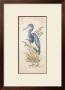 Tricolor Heron by Chad Barrett Limited Edition Print