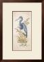 Tricolor Heron by Chad Barrett Limited Edition Pricing Art Print