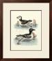 Aquatic Birds Ii by George Edwards Limited Edition Print