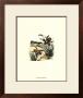 Flight Of The Bee I by Sydenham Teast Edwards Limited Edition Print