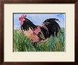 Cockerel by Mary Stubberfield Limited Edition Print